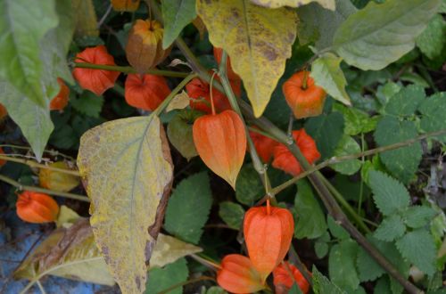 Physalis. Autumn.