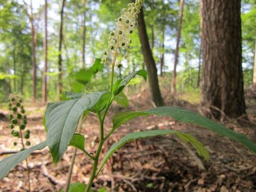 phytolacca americana american pokeweed pokeweed