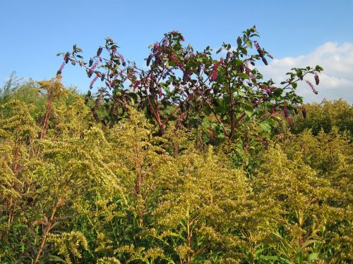 phytolacca americana pokeweed solidago canadensis