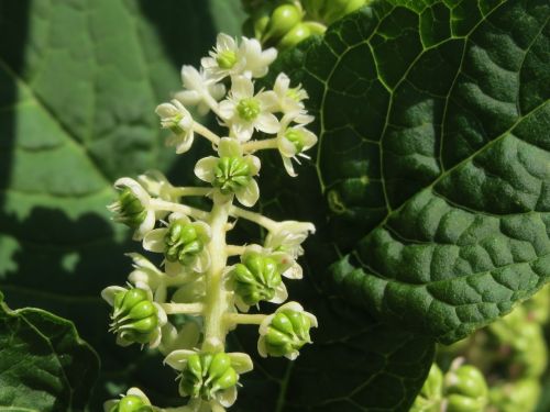 phytolacca americana americna pokeweed pokeweed