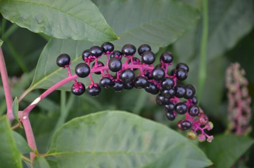 phytolacca spp berry black