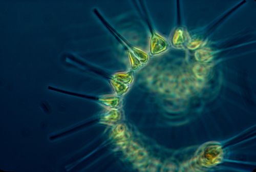 phytoplankton plankton living organism