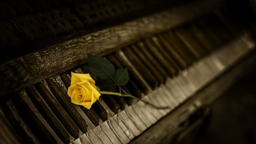 piano rose yellow