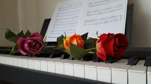 piano rose