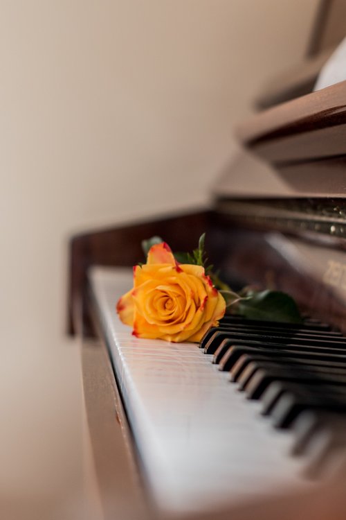 piano  music  rose