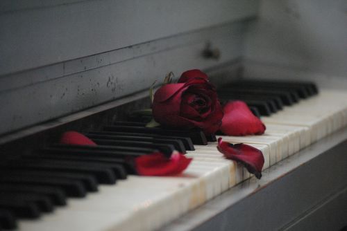piano rose red