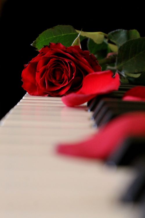 piano rose music