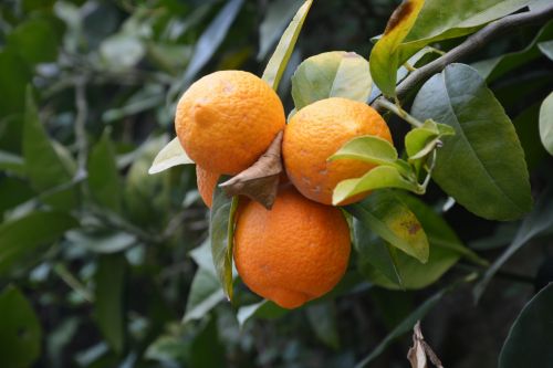 Plant Orange