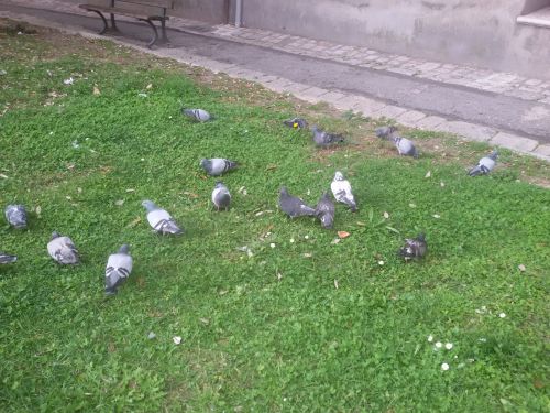 Pigeons 2