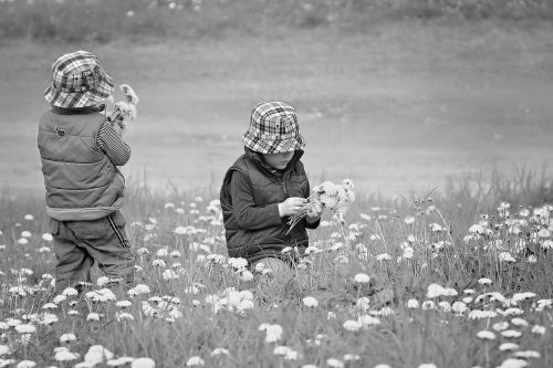 pick flowers children meadow