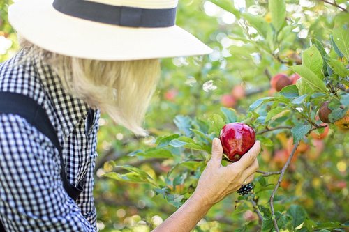 picking apple  apple picking  woman