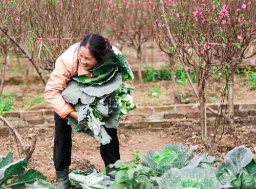 picking vegetables in early spring farmer peach tan