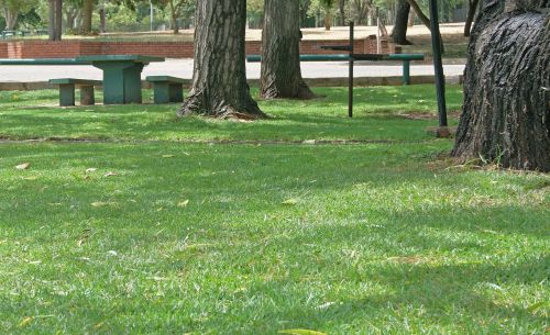 Picnic Spot Under Trees