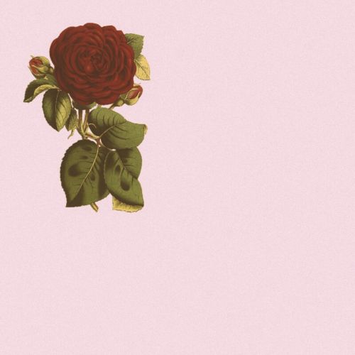 picture background rose