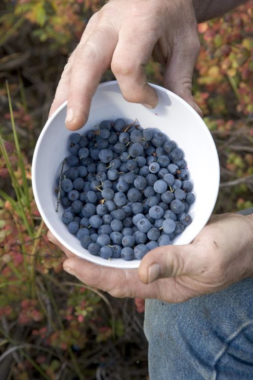 picture fruit blueberries