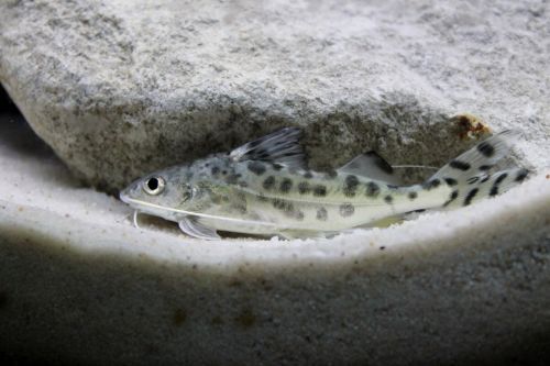 pictus catfish aquatic
