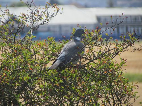 pidgeon bird perched
