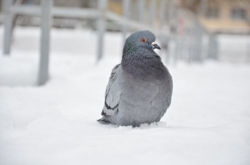 pidgin bird pigeon
