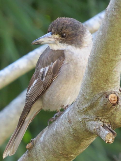 pied butcherbird juvenile australia