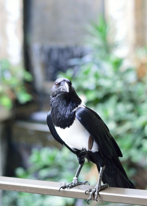 pied crow bird nature