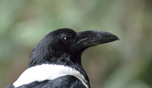 pied crow bird nature