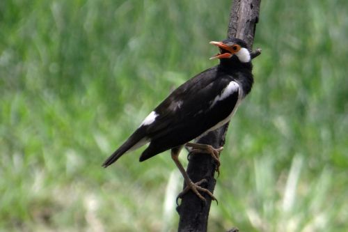 pied myna starling asian pied starling