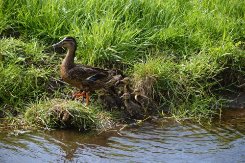 Ducks