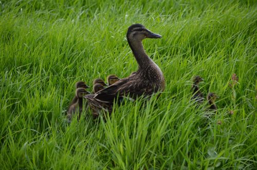 Ducks On The Shore