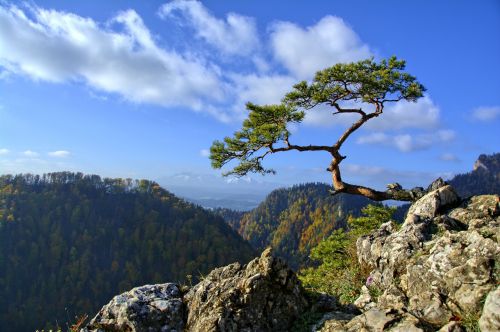 pieniny pine mountains