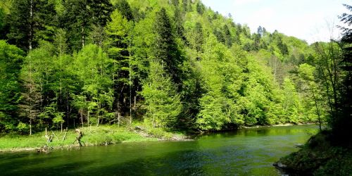 pieniny tree spring