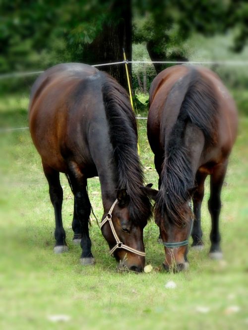 pieniny poland pasture land