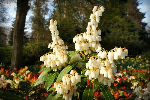 pieris  andromeda  fetterbush