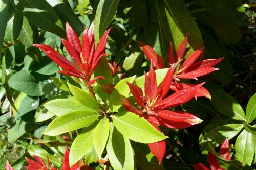 pieris shrub spring