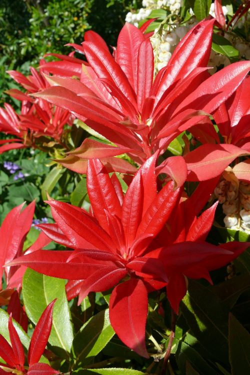 pieris red leaves