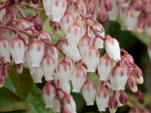 pieris bloom nature