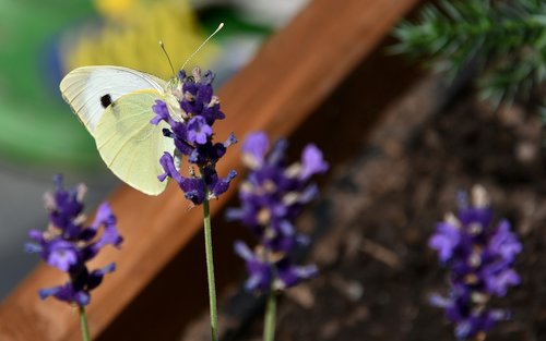 pieris brassicae  butterfly  white