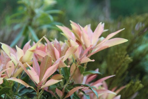 pieris japonica  andromeda  perennial