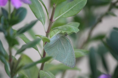 pieris rapae butterfly green