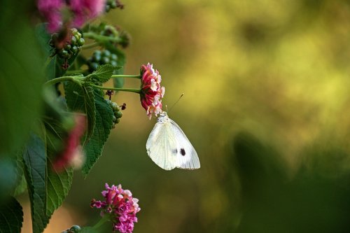 pieris rapae  butterfly  the large cabbage white lesser