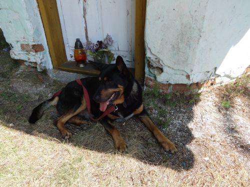 Dog Under The Chapel