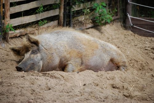 pig sleep rest
