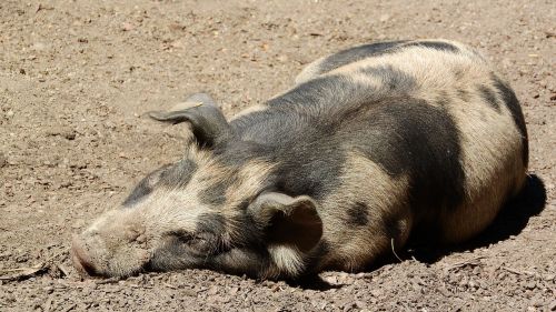 pig sleep peace