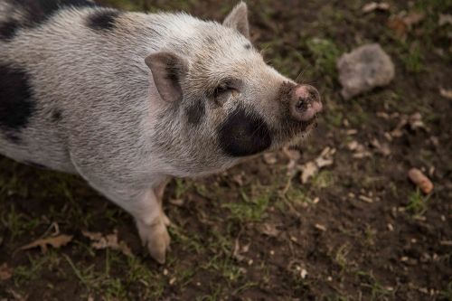 pig animal wisconsin