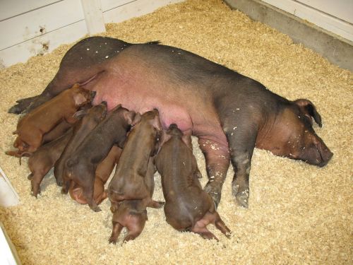 pig piglets farm