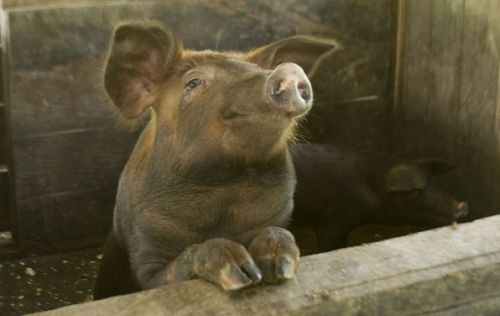 pig swine pork