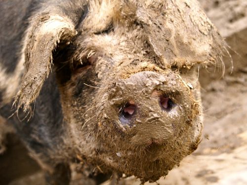 pig mud quagmire