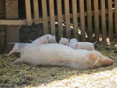 pig piglets feeding