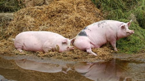 pig domestic pig farm