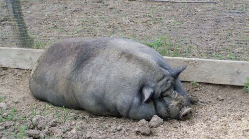 pig fat pig domestic animal