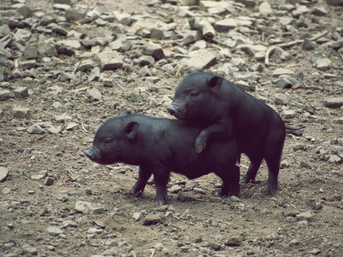 pig miniature pig piglet